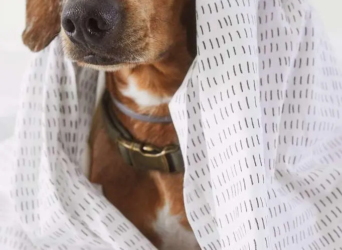 Mistral St Julians Affiliated By Melia San Giuliano